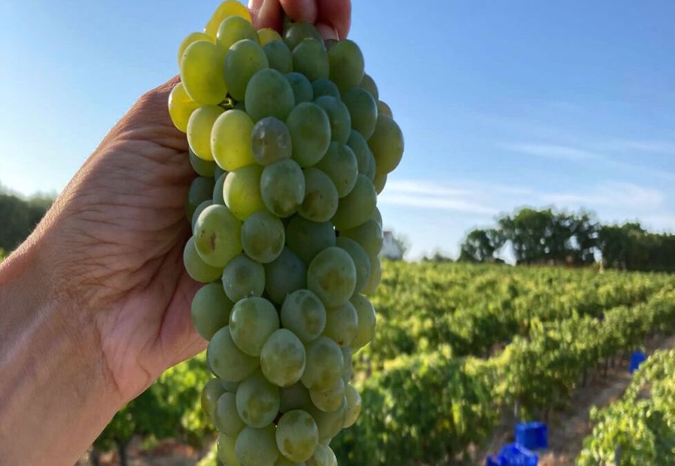 Seguimos con la vendimia en una cosecha históricamente temprana