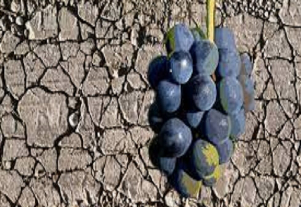 MANERAS DE PREPARAR LA VITICULTURA DEL MAÑANA